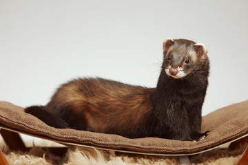 Cute dark sable ferret male posing on coach in studio