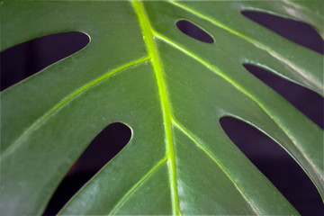 green fresh plants, leaves pattern