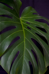 green fresh plants, leaves pattern