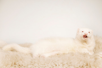 Fototapeta na wymiar Cute albino ferret male portrait in studio