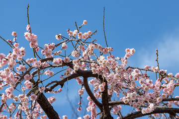Plum blossoms at Sumida Park, Taito Ward, Tokyo, Japan