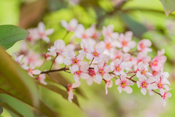 Fototapeta na wymiar close up of blooming tropicsl tree with tender pink flovers