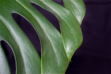 green fresh plants, leaves pattern