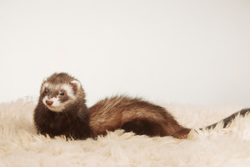 Standard color ferret female portrait in studio