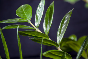 green fresh plants, leaves pattern