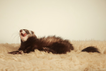 Standard color ferret female portrait in studio