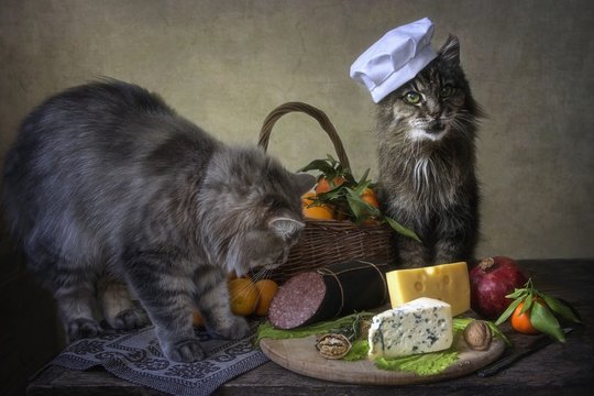 Hungry kitty on the table with delicious food and fruits