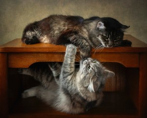 Two cats, playing on the kitchen table
