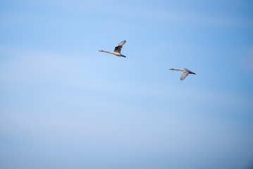 Whooper swans (Cygnus cygnus) flying in the sky over field at countryside.
