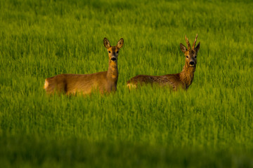 Naklejka na ściany i meble Roe deer on the green grass