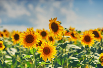 Fototapeta premium Flowers sunflower close up