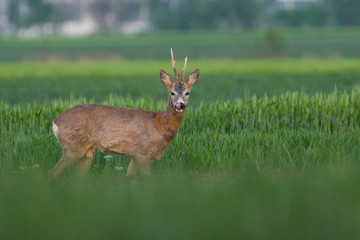 Naklejka na ściany i meble Roe deer on the green grass