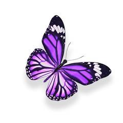 tropical purple butterfly. isolated on white background