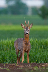 Roe deer on the green grass