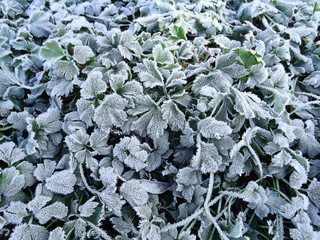 green leaves in snow