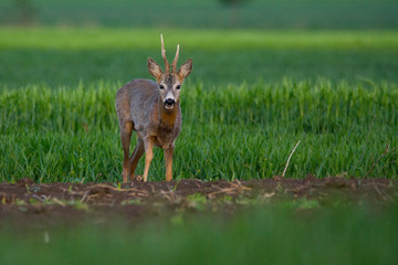 Roe deer on the green grass