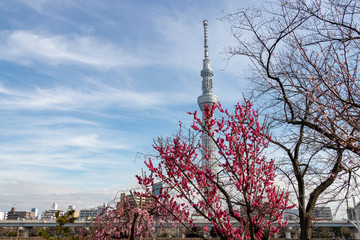 Plum blossoms at Sumida Park and the Tokyo Sky Tree, Taito Ward, Tokyo, Japan