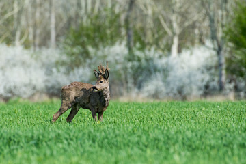 Roe deer on the green grass