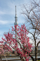 Obraz premium Plum blossoms at Sumida Park and the Tokyo Sky Tree, Taito Ward, Tokyo, Japan