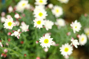 Obraz premium 白い小さな花