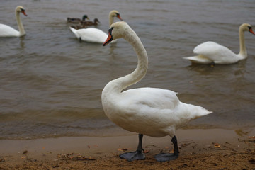 The swan is walking along the shore, in the background are three swans and two ducks