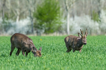 Roe deer on the green grass