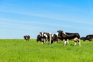 Ingelijste posters koeien grazen op een groen veld bij zonnig weer, lay-out met ruimte voor tekst © smspsy