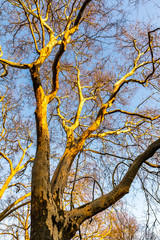 kahle Äste im Sonnenlicht