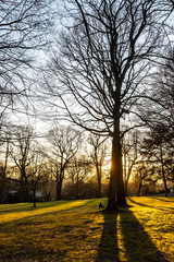 Naklejka premium Frau im Parke sitzen im Gegenlicht