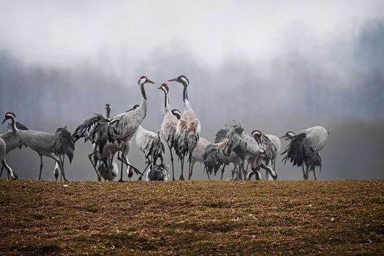 Cranes.
