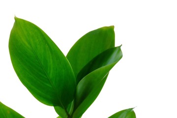 Close up water plant leaves on white isolated background for green foliage backdrop