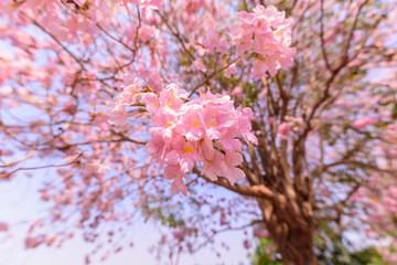 Close up to Fresh Pink trumpet tree 