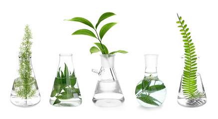 Laboratory flasks with plants on white background