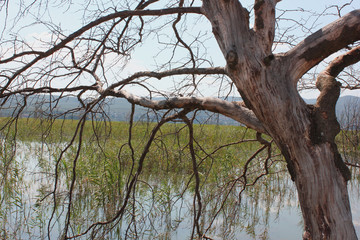 Abandoned trees on the Lake of Doirani Kilkis Greece