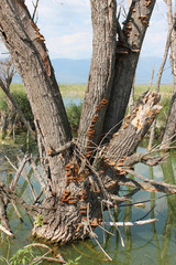 Abandoned trees on the Lake of Doirani Kilkis Greece