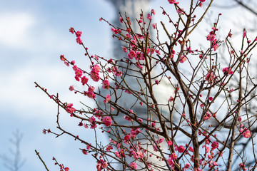 Plum blossoms at Sumida Park and the Tokyo Sky Tree, Taito Ward, Tokyo, Japan