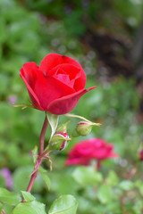 赤いバラ一輪