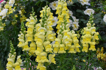 スズランみたいな黄色い花