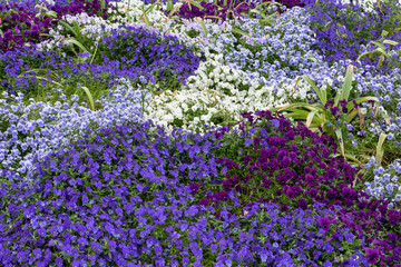 ５色のすみれの花１