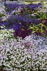 ５色のすみれの花２