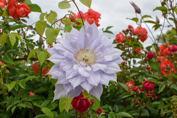 白いクレマチスみたいな花