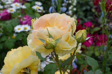 薄黄色のバラの花