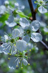 Blooming white cherry flowers with yellow stamens in springtime closeup