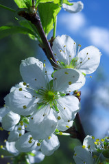 Beautiful blooming white cherry flowers with yellow stamens in spring closeup
