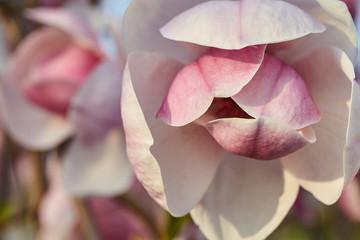 Fototapeta premium pink magnolia or peony flower in garden