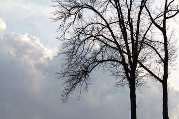 tree and cloudy background