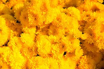 Beautiful dandelion background, yellow flowers is blooming in th