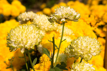 Beautiful dandelion background, yellow flowers is blooming in th