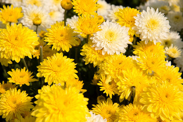 Beautiful dandelion background, yellow flowers is blooming in th