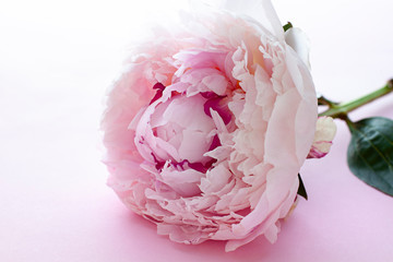 Peony blossom on the pink background. Close up